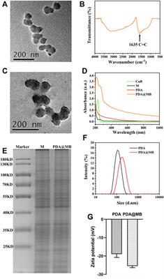 Biomimetic Cucurbitacin B-Polydopamine Nanoparticles for Synergistic Chemo-Photothermal Therapy of Breast Cancer